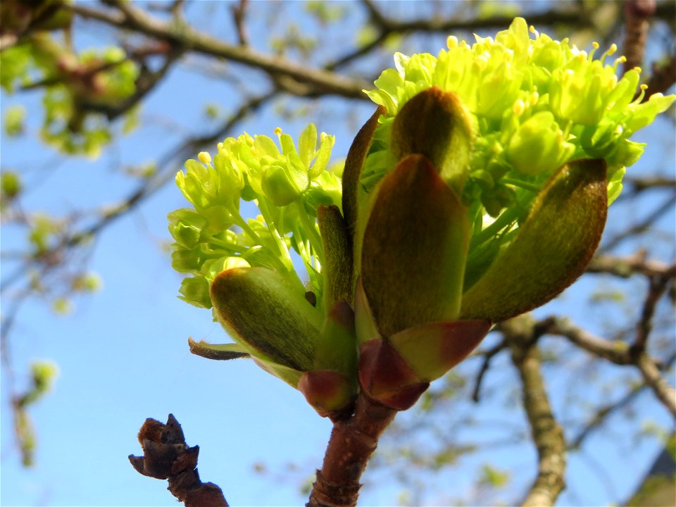 Blühendes Spitzahorn (Acer platanoides) in Saarbrücken