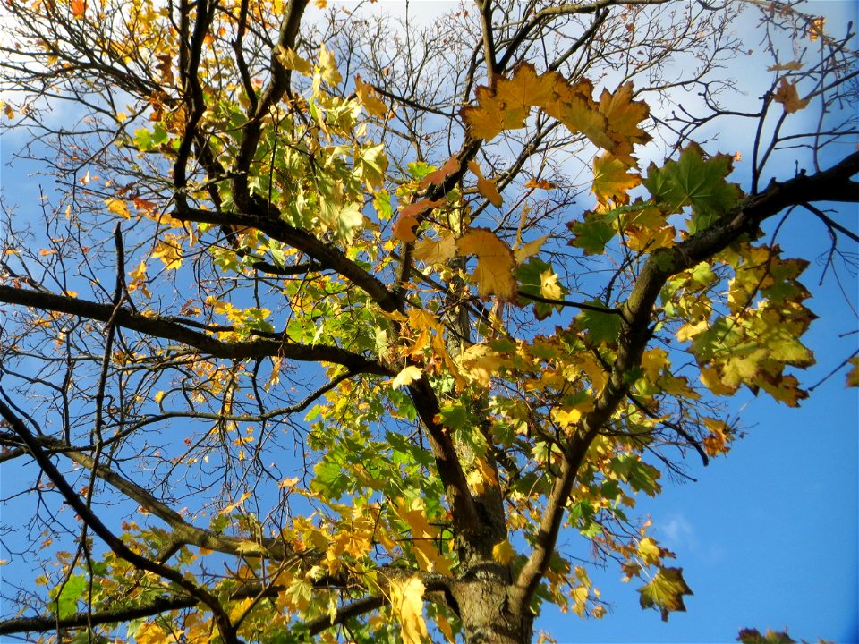 Spitzahorn (Acer platanoides) in Saarbrücken photo