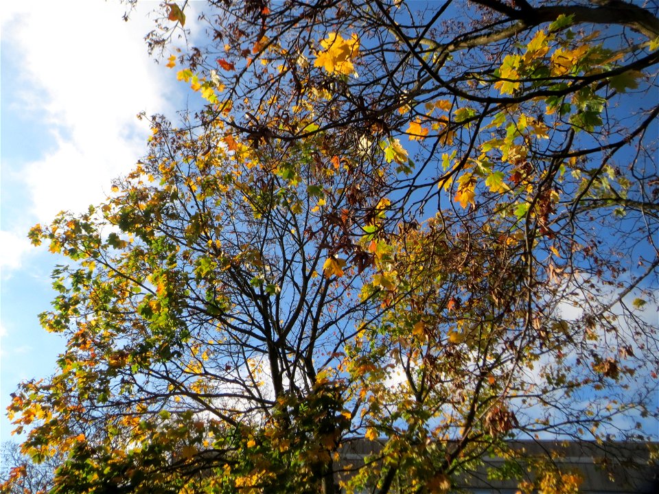 Spitzahorn (Acer platanoides) in Saarbrücken