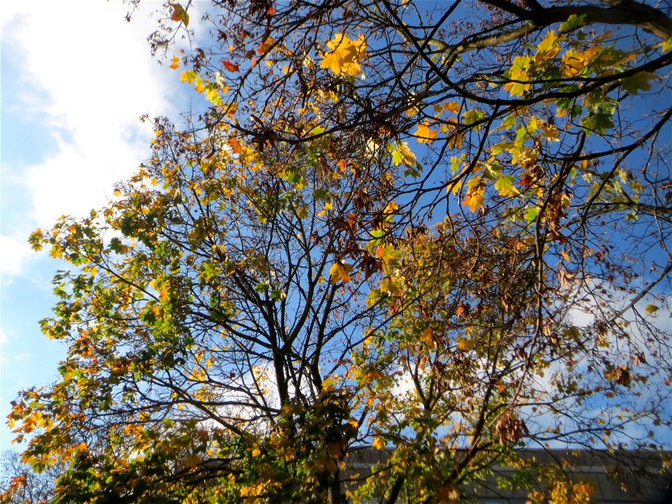 Spitzahorn (Acer platanoides) in Saarbrücken photo