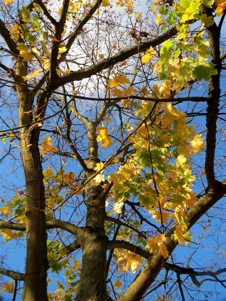 Spitzahorn (Acer platanoides) in Saarbrücken