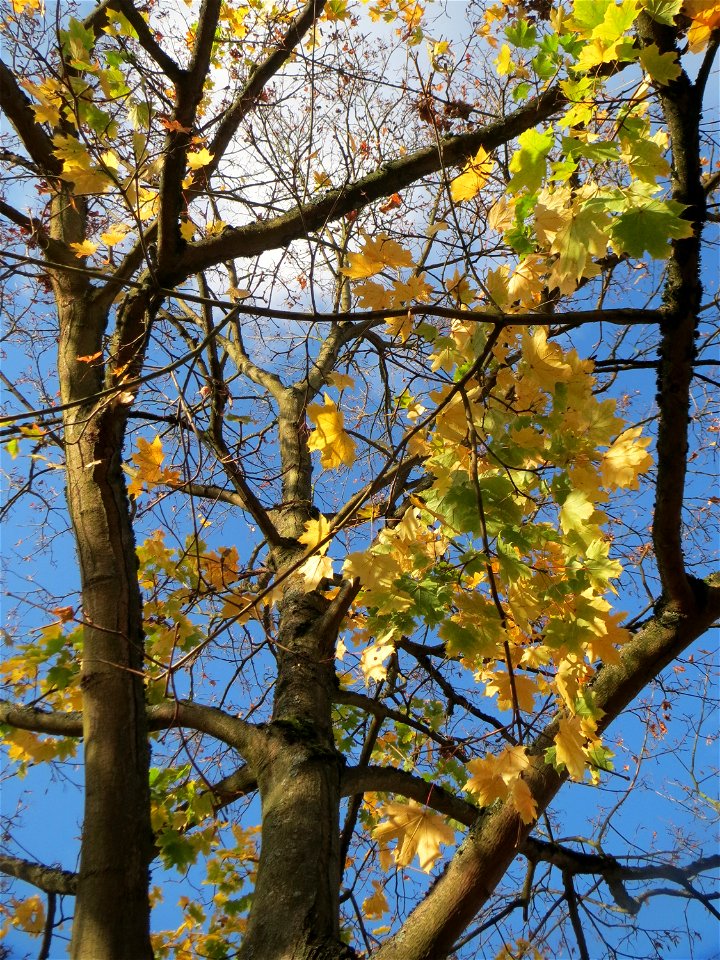 Spitzahorn (Acer platanoides) in Saarbrücken photo