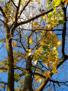 Spitzahorn (Acer platanoides) in Saarbrücken photo