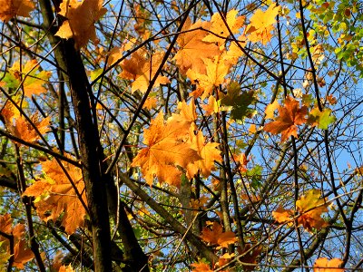 Spitzahorn (Acer platanoides) im Dianenhain in Saarbrücken photo