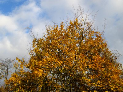 Spitzahorn (Acer platanoides) in Hockenheim