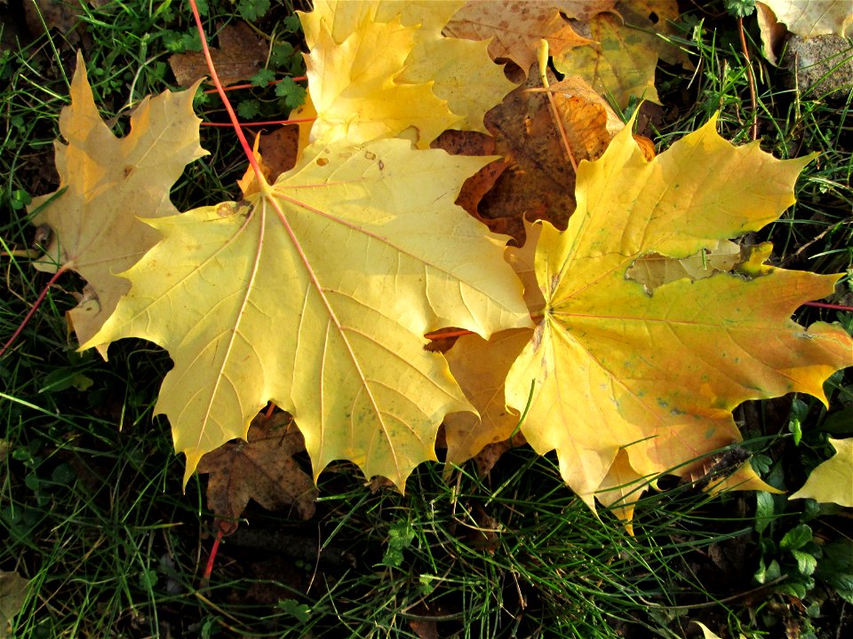 Spitzahorn (Acer platanoides) im Gartenschaupark Hockenheim