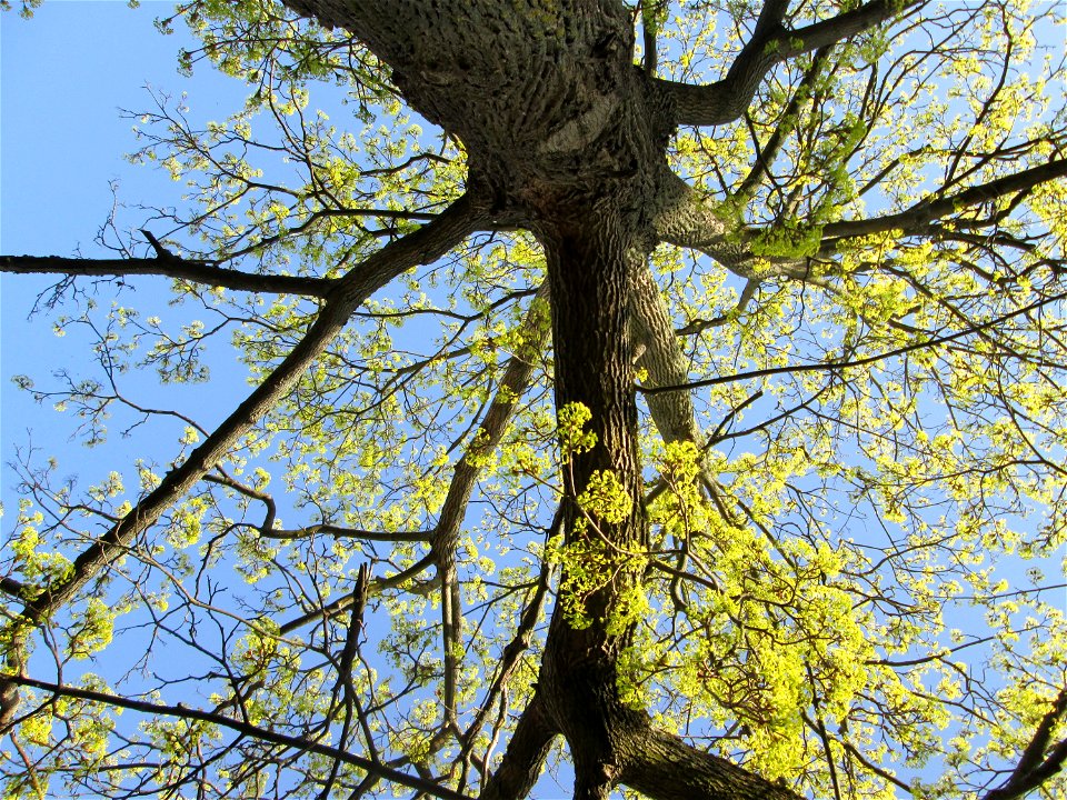 Blühendes Spitz-Ahorn (Acer platanoides) in Hockenheim