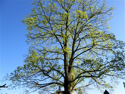 Blühendes Spitz-Ahorn (Acer platanoides) in Hockenheim