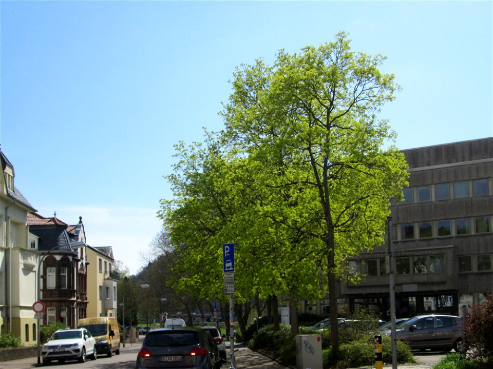 Blühendes Spitzahorn (Acer platanoides) an der Oberen Lauerfahrt in Saarbrücken