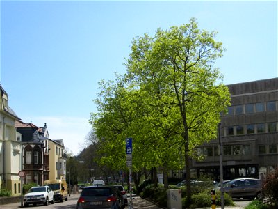 Blühendes Spitzahorn (Acer platanoides) an der Oberen Lauerfahrt in Saarbrücken
