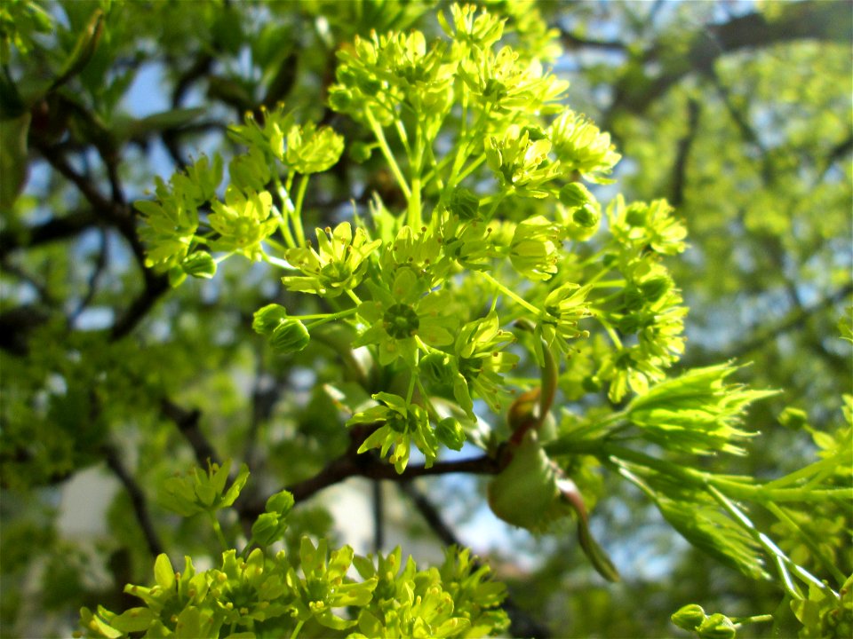 Blühendes Spitzahorn (Acer platanoides) an der Oberen Lauerfahrt in Saarbrücken