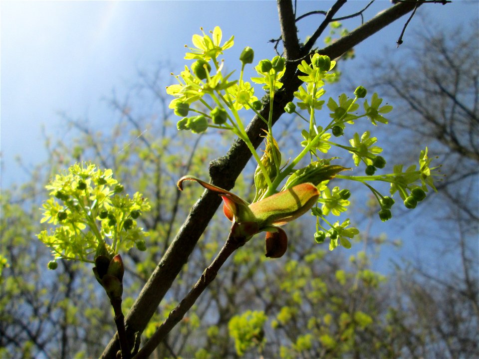 Blühendes Spitzahorn (Acer platanoides) im Deutschmühlental in Alt-Saarbrücken