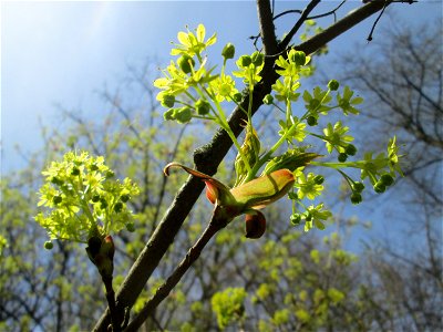 Blühendes Spitzahorn (Acer platanoides) im Deutschmühlental in Alt-Saarbrücken photo