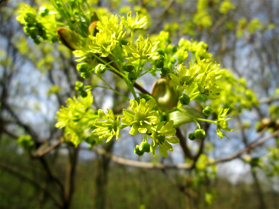 Blühendes Spitzahorn (Acer platanoides) im Deutschmühlental in Alt-Saarbrücken