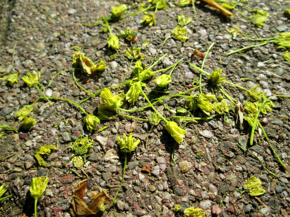 Herabgefallene Blüten vom Spitzahorn (Acer platanoides) im Gartenschaupark Hockenheim