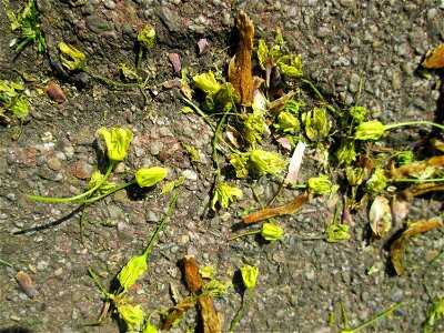 Herabgefallene Blüten vom Spitzahorn (Acer platanoides) im Gartenschaupark Hockenheim