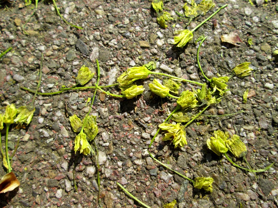 Herabgefallene Blüten vom Spitzahorn (Acer platanoides) im Gartenschaupark Hockenheim