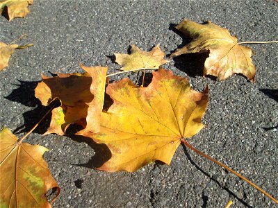 Herbstlaub vom Spitzahorn (Acer platanoides) in Hockenheim