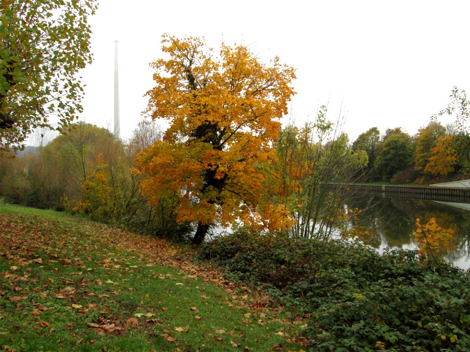 Spitzahorn (Acer platanoides) an der Saar in Saarbrücken