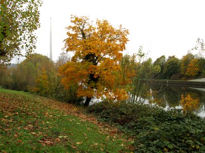 Spitzahorn (Acer platanoides) an der Saar in Saarbrücken