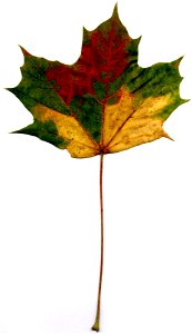 triple coloured maple (Acer platanoides) leaf photo