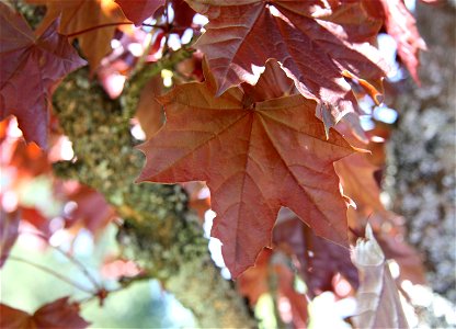 Acer platanoides Spitzahorn (Zuchtform, evtl. 'Crimson King' oder 'Deborah'). photo