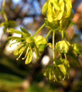 Acer platanoides photo