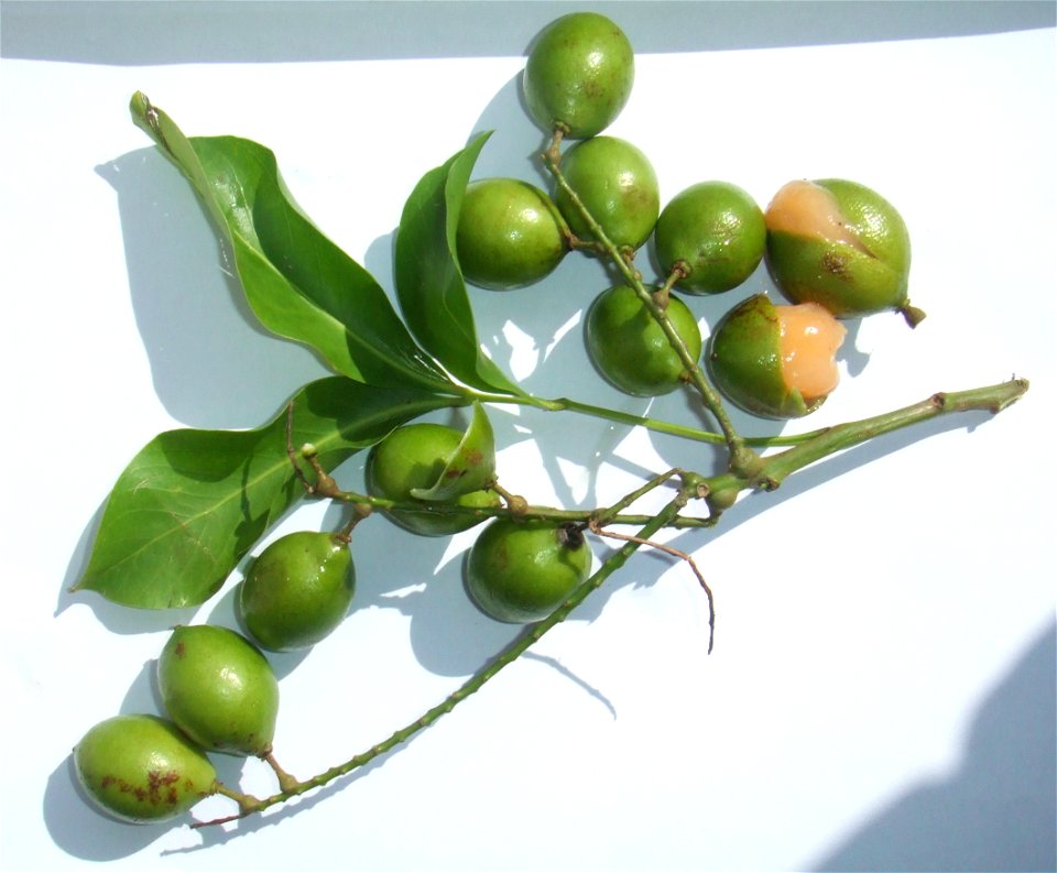 Melicoccus bijugatus bought at the Visserijplein market in Rotterdam, The Netherlands