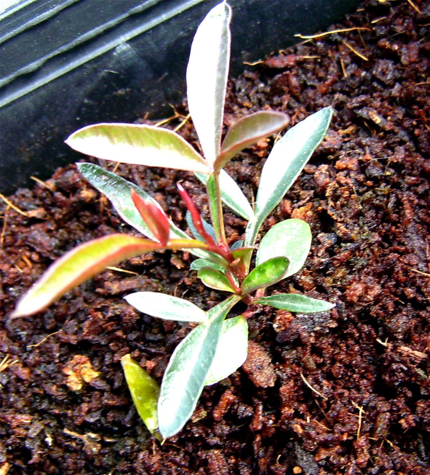 Pistacia lentiscus six month old plantule, from seed in Barcelona