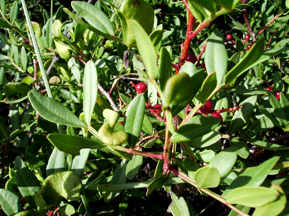 Image:Pistacia lentiscus fruits.jpg

My own work september 17 2006 Castelltallat, Catalonia
