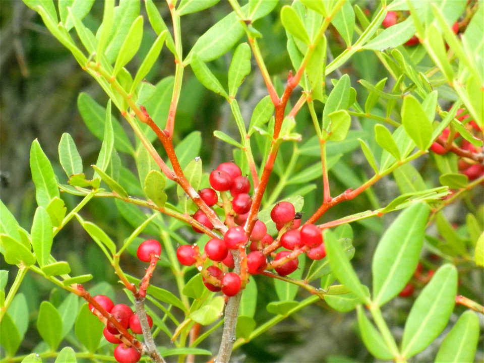 Pistacia lentiscus fruits close up, Dehesa Boyal de Puertollano, Spain