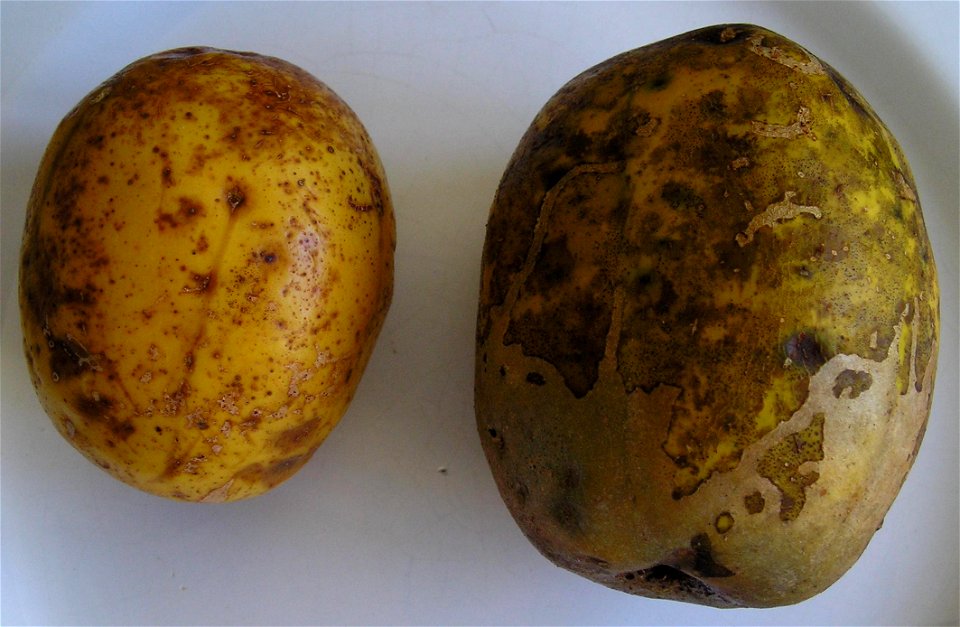 Spondias dulcis 

 Cajamanga com casca