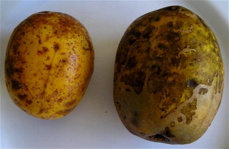 Spondias dulcis 

 Cajamanga com casca