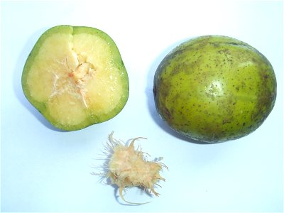 Spondias dulcis, bought at the Visserijplein market in Rotterdam, The Netherlands photo