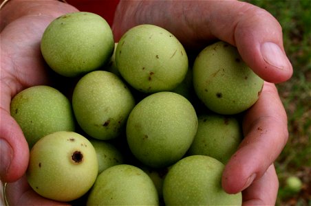 Green marula fruits held in cupped hands. Found below tree on road between Nylstroom and Potgietersrust, Transvaal, South Africa photo