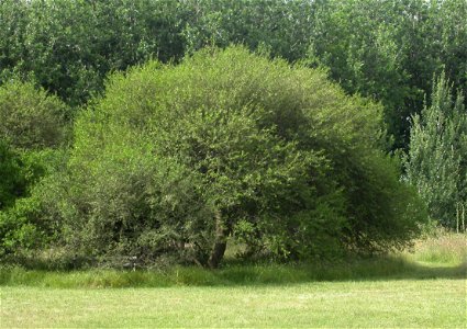 Schinus longifolius (a species of pepper tree) growing in front of some some poplars at Parque Ecológico Municipal, La Plata, Buenos Aires province, Argentina. photo