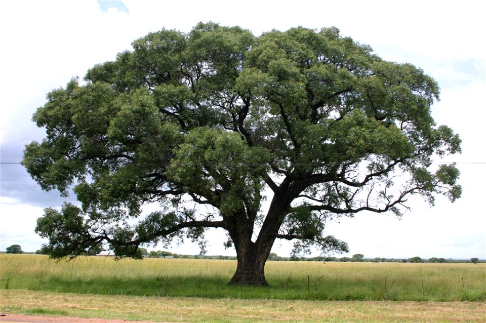 Fine specimen of Marula on road between Nylstroom and Potgietersrust, Transvaal, South Africa