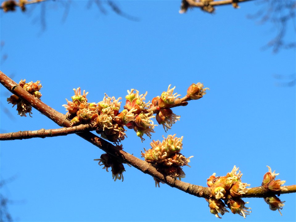 Silberahorn (Acer saccharinum) in Sankt Arnual