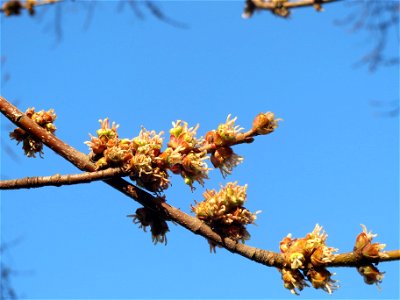 Silberahorn (Acer saccharinum) in Sankt Arnual photo