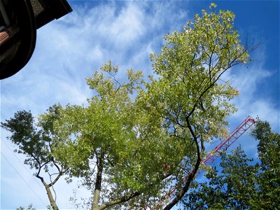 Silberahorn (Acer saccharinum) an der Mainzer Straße in Saarbrücken photo