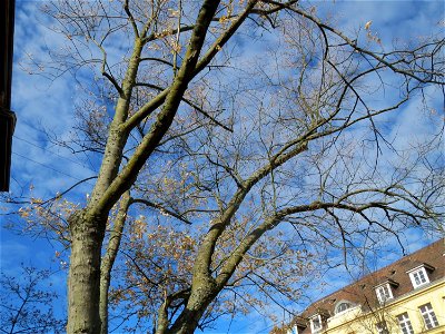 Silberahorn (Acer saccharinum) in Saarbrücken photo