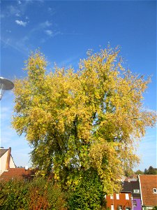 Silberahorn (Acer saccharinum) in St. Ingbert