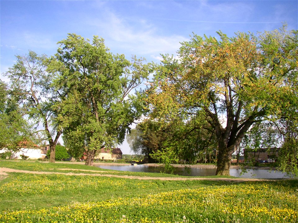 Javory v Kyšicích ("Maples in Kyšice"), protected group of three Silver Maples (Acer saccharimum) in village of Kyšice, Kladno District, Central Bohemian Region, Czech Republic.