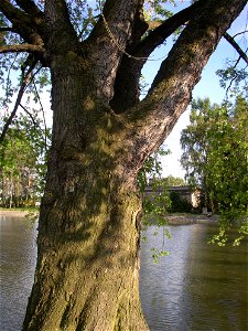 Javory v Kyšicích ("Maples in Kyšice"), protected group of three Silver Maples (Acer saccharimum) in village of Kyšice, Kladno District, Central Bohemian Region, Czech Republic. photo