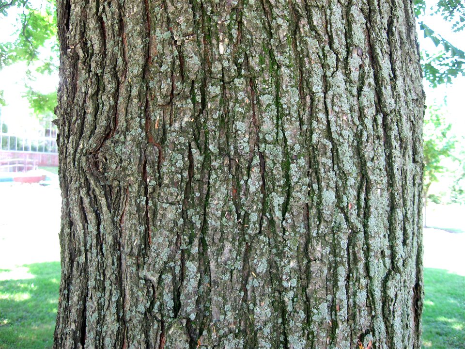 A picture of the bark of Koelreuteria paniculata.