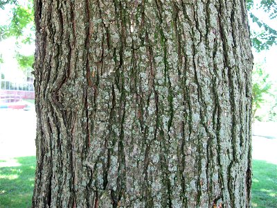 A picture of the bark of Koelreuteria paniculata. photo