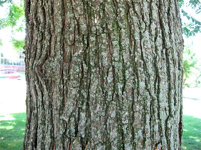 A picture of the bark of Koelreuteria paniculata.