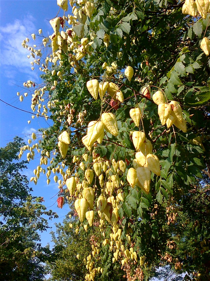 Китайски мехурник (Koelreuteria paniculata) - плодове