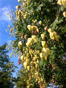 Китайски мехурник (Koelreuteria paniculata) - плодове photo