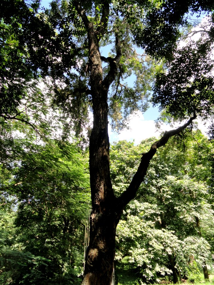San Juan Botanical Garden (Botanical Garden of the University of Puerto Rico), Río Piedras, Puerto Rico.